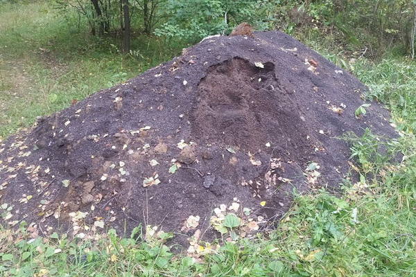 Мэрия обязала новосибирского застройщика убрать землю с мышьяком из лесополосы 
