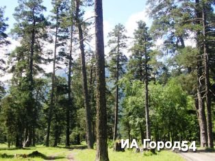 В НГПУ обсудили проблемы Заельцовского парка
