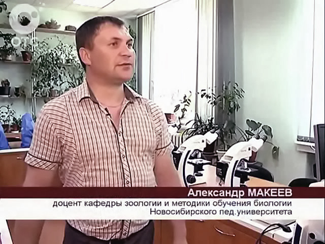 Новосибирск переживает нашествие небывалого количества мошек 
